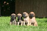 DOGUE ALLEMAND 798